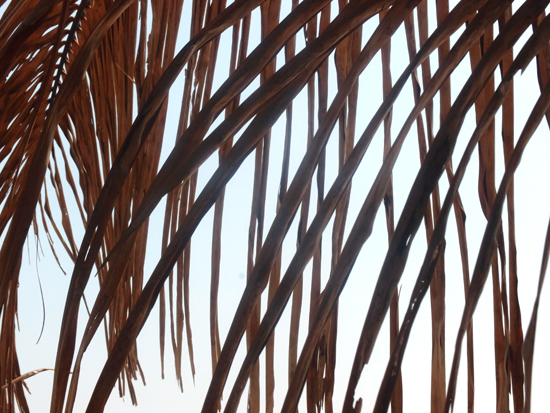 Palmendetails