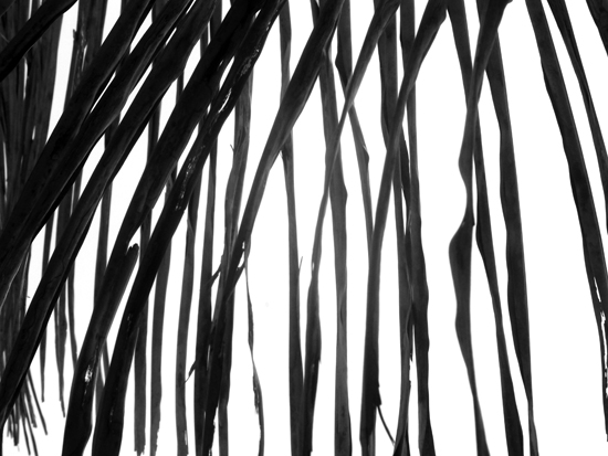 Palmendetails