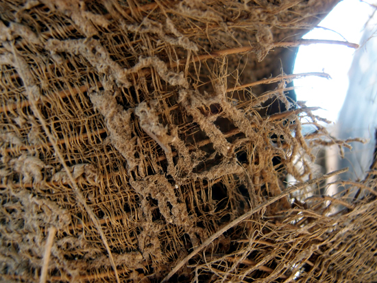 Palmendetails