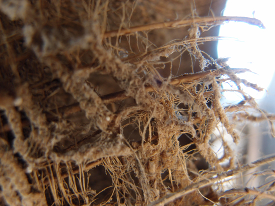 Palmendetails