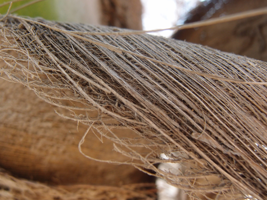 Palmendetails