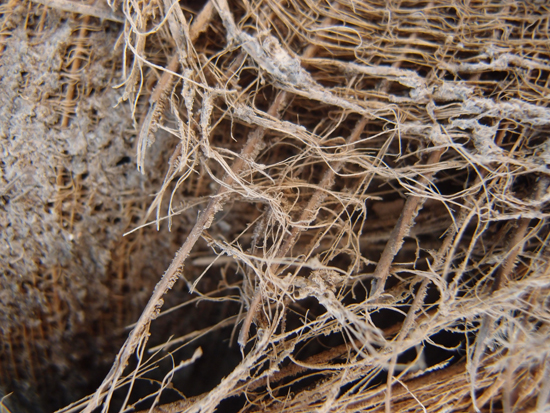 Palmendetails