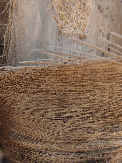 Palmendetails