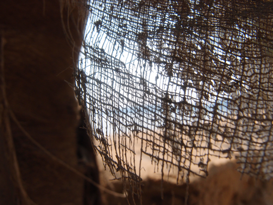 Palmendetails