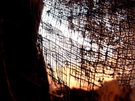 Palmendetails