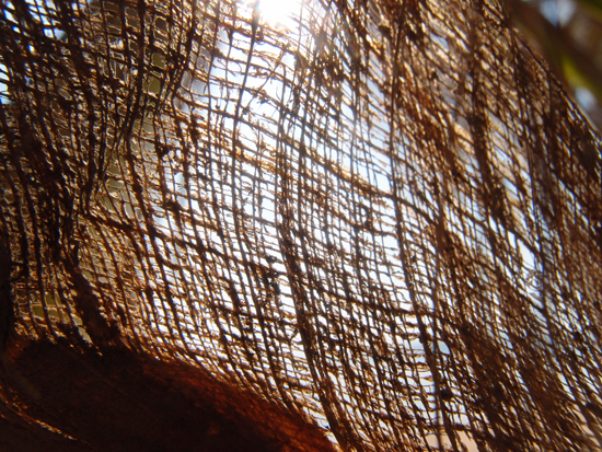 Palmendetails