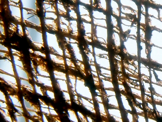 Palmendetails