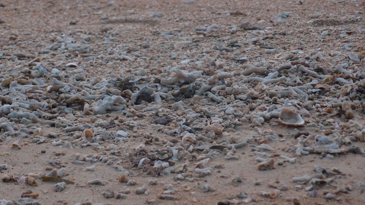 Video: Geröll am Strand