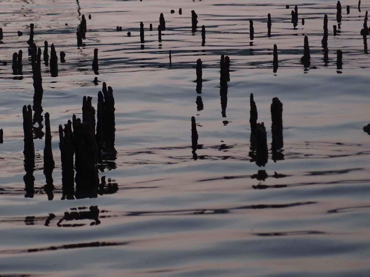 PA015910.AVI