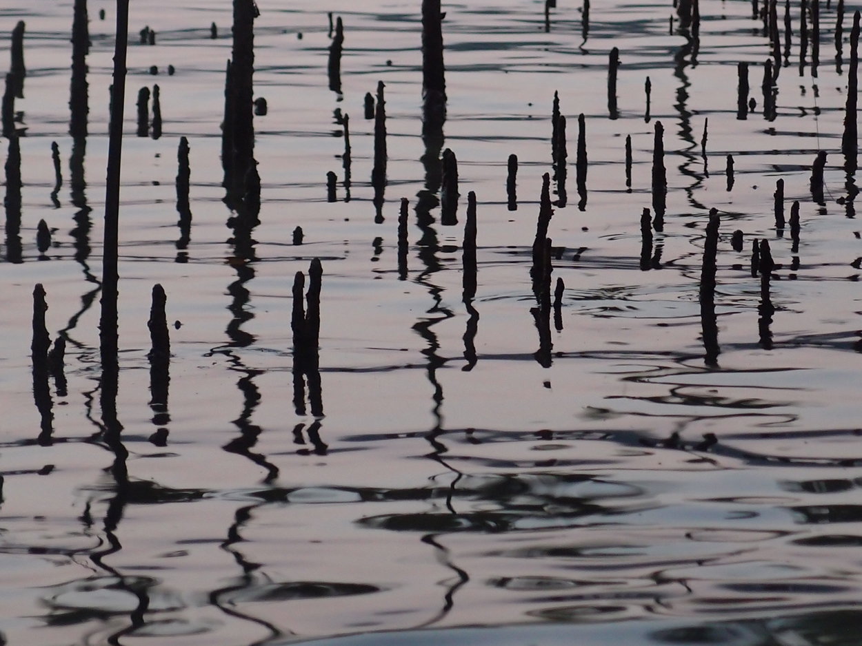 PA015910.AVI
