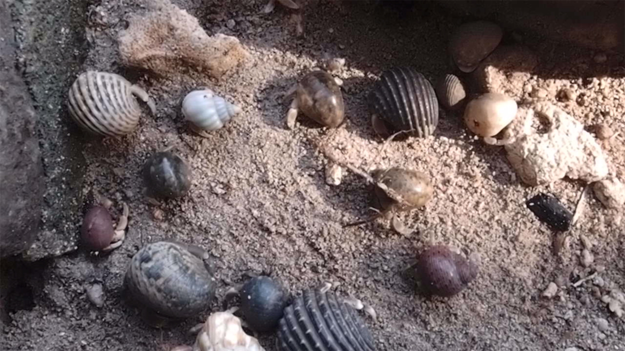 2015-10-07 01 Bangka, Blue Bay - Einsiedlerkrebse (Video)/2015-10-07 01 Bangka, Blue Bay - Einsiedlerkrebse (Video).html