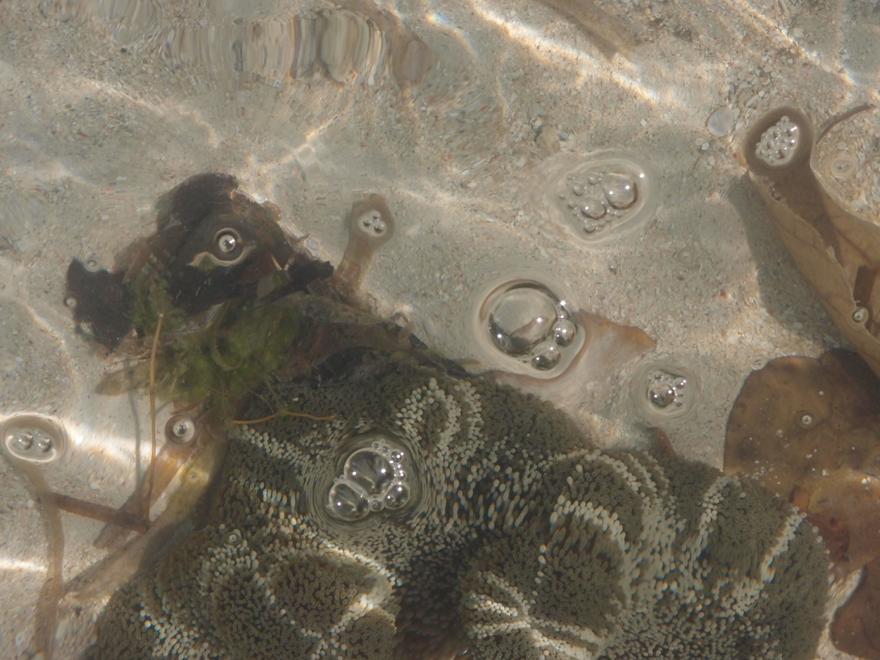 2015-10-07 Habitat des Lorbi (Foto)