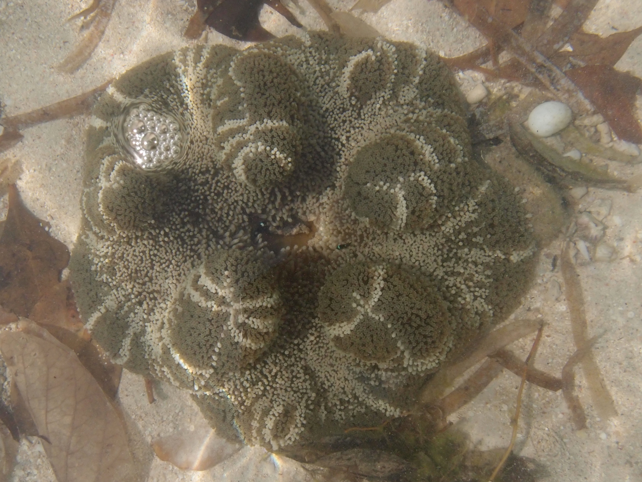 2015-10-07 Habitat des Lorbi (Foto)