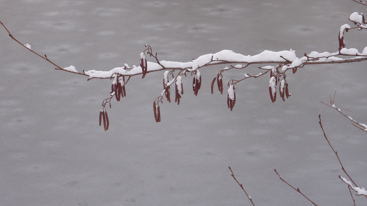 2021-01-30 Wasser in der Sple II (Remix Sonatas & Interludes, On-Off) (Komposition, Remix, Recording, Foto)
