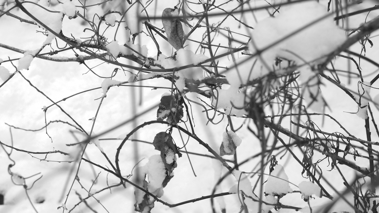 2021-01-30 Wasser in der Sple II (Remix Sonatas & Interludes, On-Off) (Komposition, Remix, Recording, Foto)