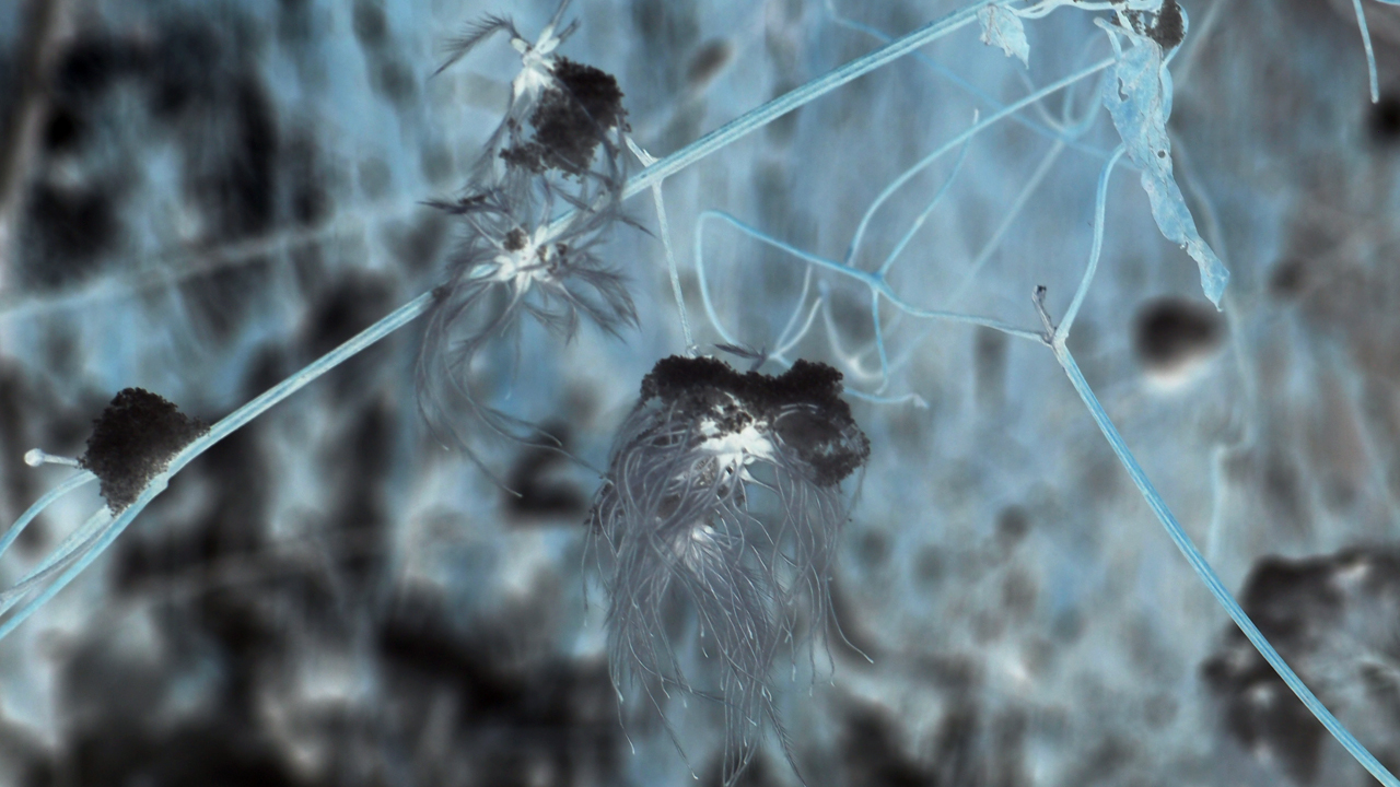 2021-01-30 Wasser in der Sple II (Remix Sonatas & Interludes, On-Off) (Komposition, Remix, Recording, Foto)