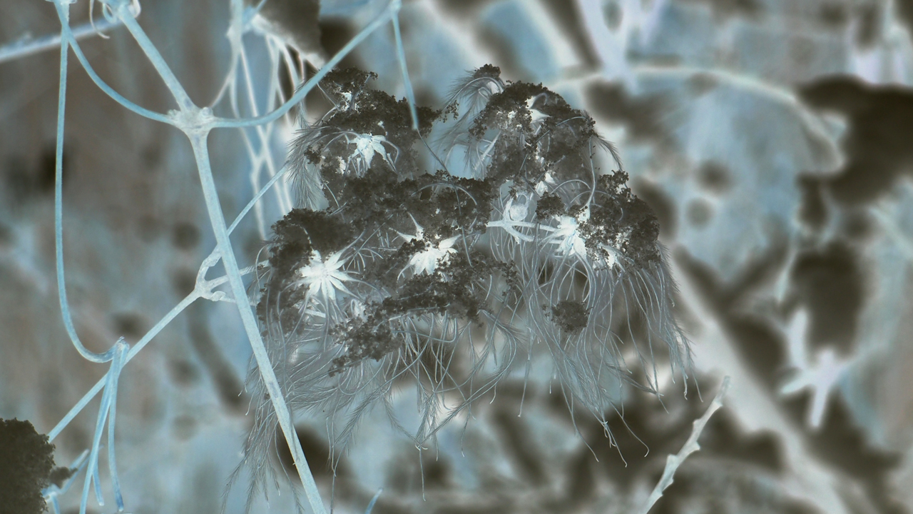 2021-01-30 Wasser in der Sple II (Remix Sonatas & Interludes, On-Off) (Komposition, Remix, Recording, Foto)