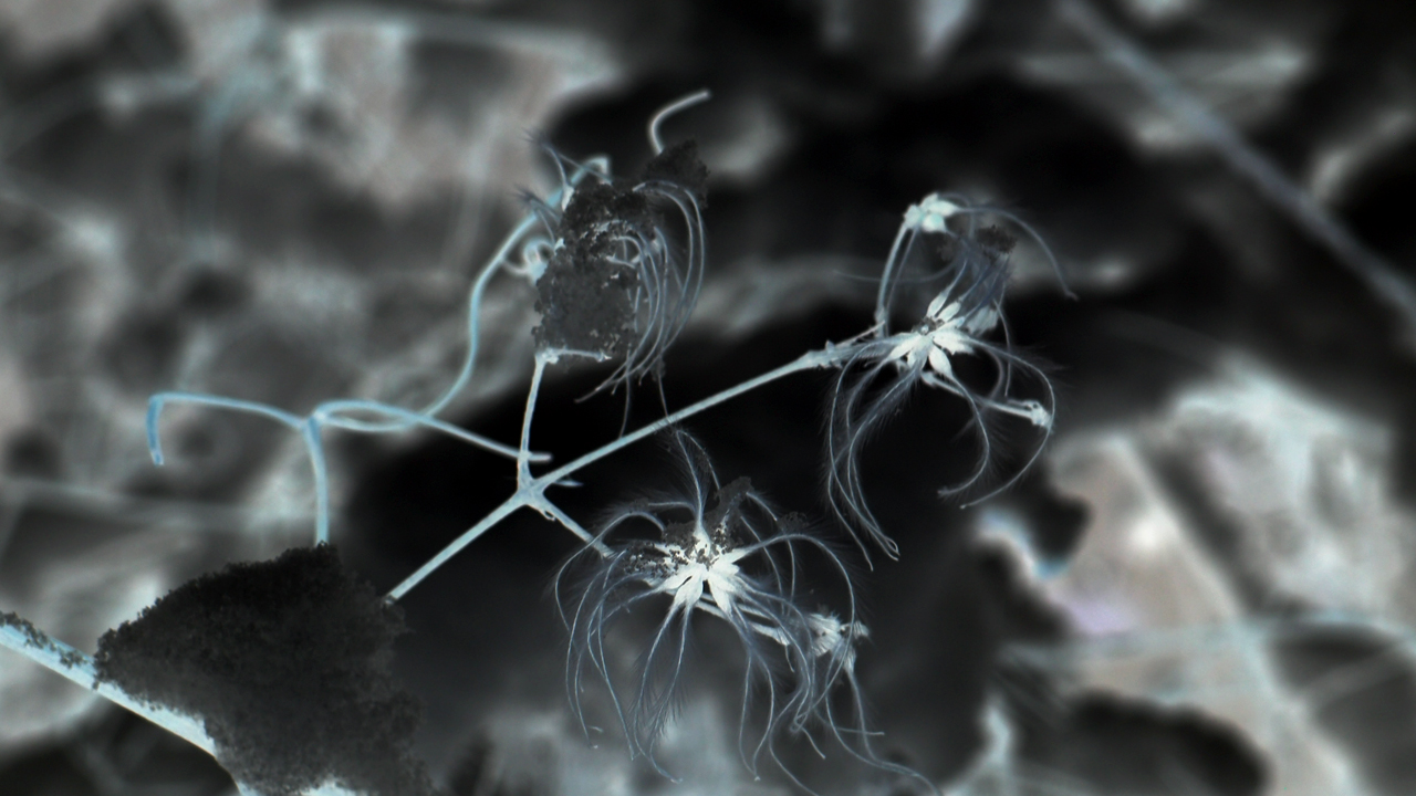 2021-01-30 Wasser in der Sple II (Remix Sonatas & Interludes, On-Off) (Komposition, Remix, Recording, Foto)