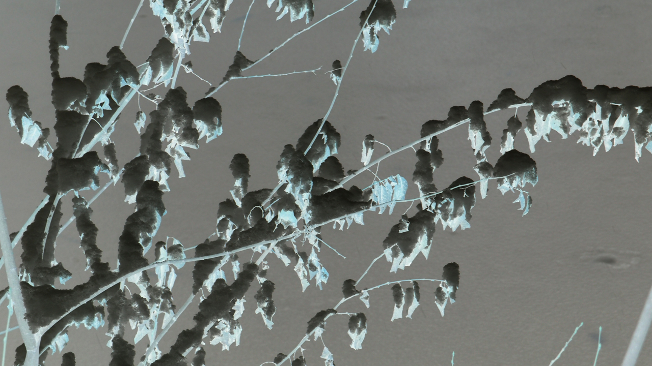 2021-01-30 Wasser in der Sple II (Remix Sonatas & Interludes, On-Off) (Komposition, Remix, Recording, Foto)