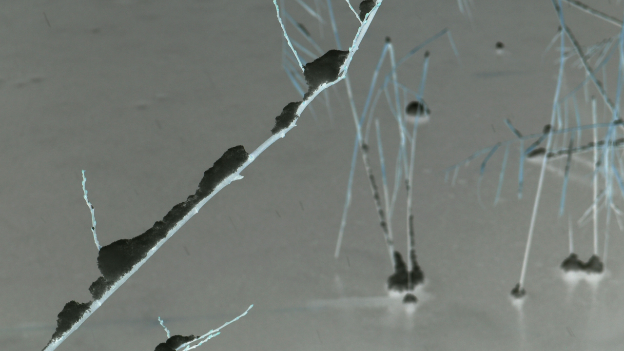 2021-01-30 Wasser in der Sple II (Remix Sonatas & Interludes, On-Off) (Komposition, Remix, Recording, Foto)