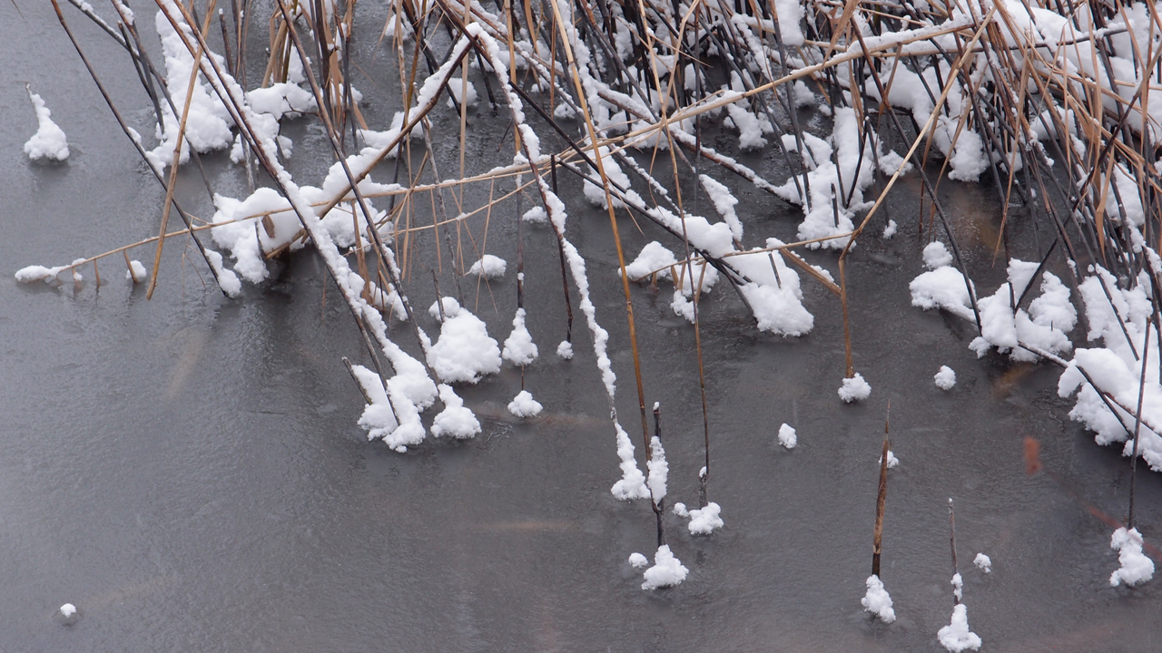 2021-01-30 Wasser in der Sple II (Remix Sonatas & Interludes, On-Off) (Komposition, Remix, Recording, Foto)