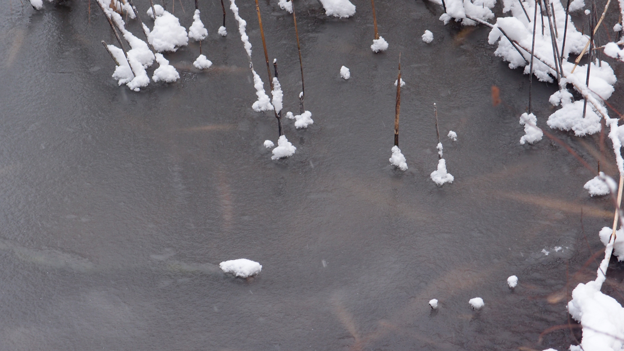 2021-01-30 Wasser in der Sple II (Remix Sonatas & Interludes, On-Off) (Komposition, Remix, Recording, Foto)