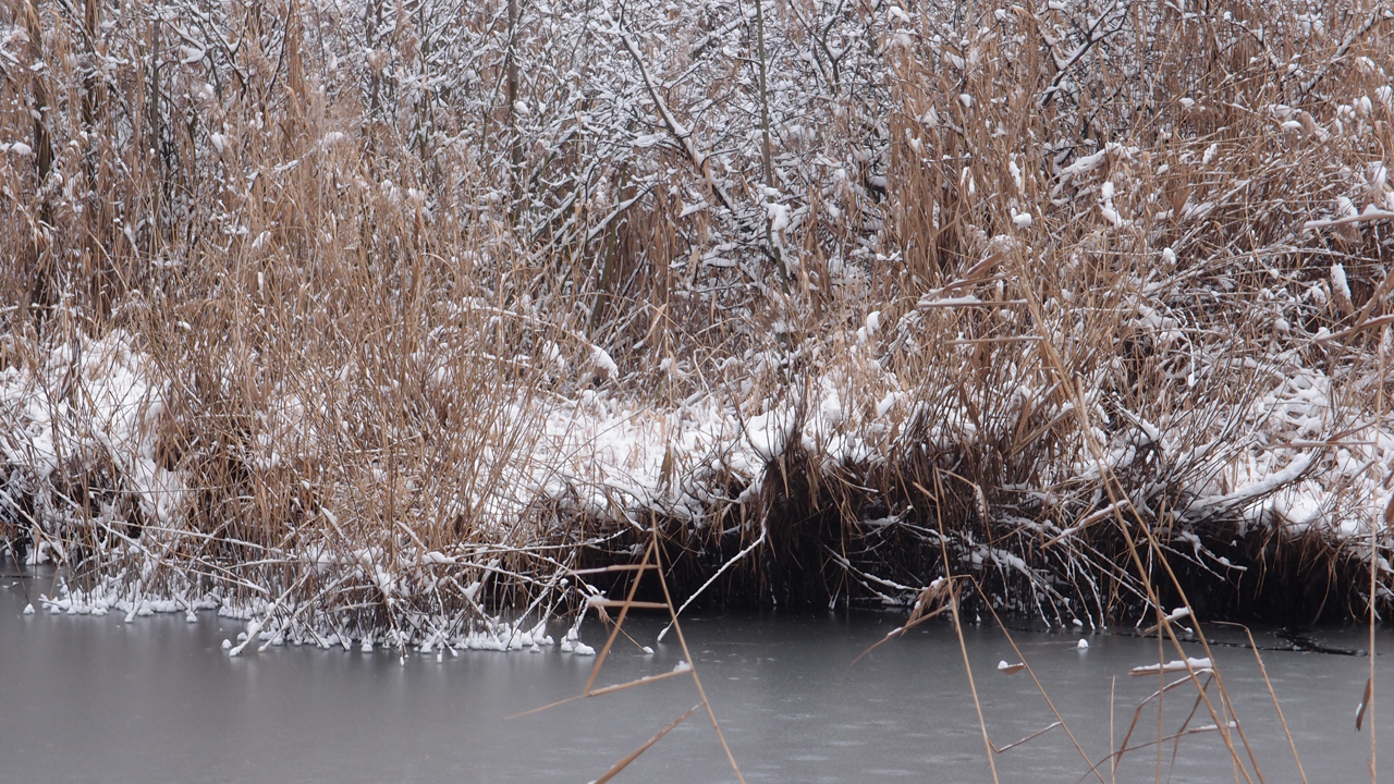 2021-01-30 Wasser in der Sple II (Remix Sonatas & Interludes, On-Off) (Komposition, Remix, Recording, Foto)