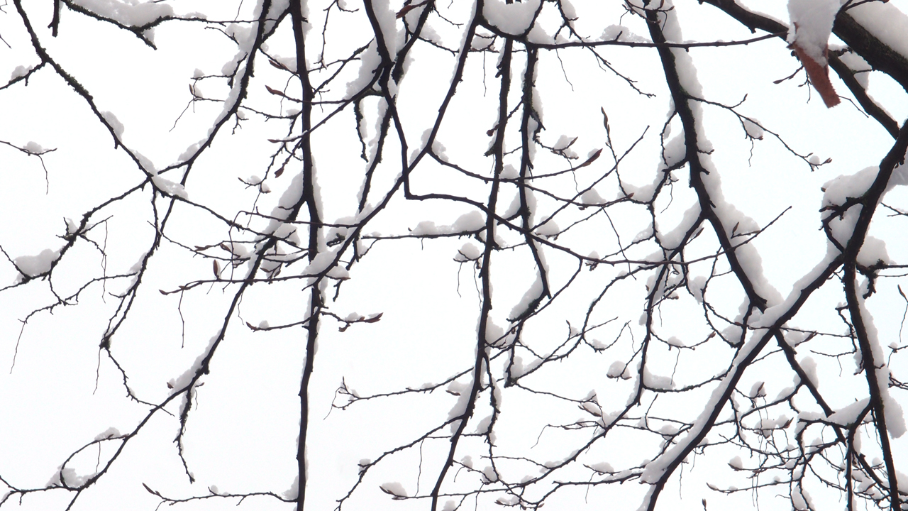 2021-01-30 Wasser in der Sple II (Remix Sonatas & Interludes, On-Off) (Komposition, Remix, Recording, Foto)