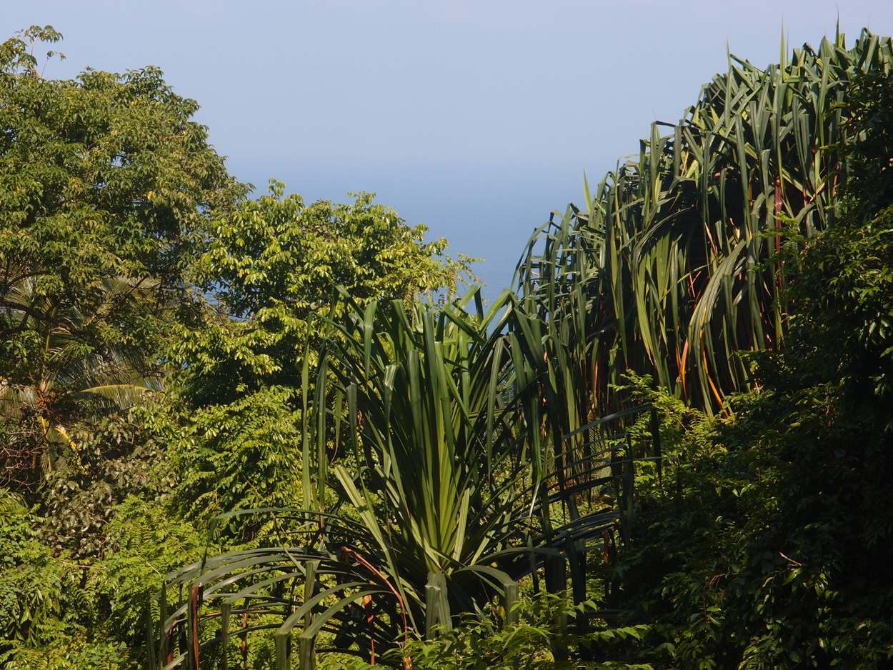 2019-12-29 14 uhr Mango Bay