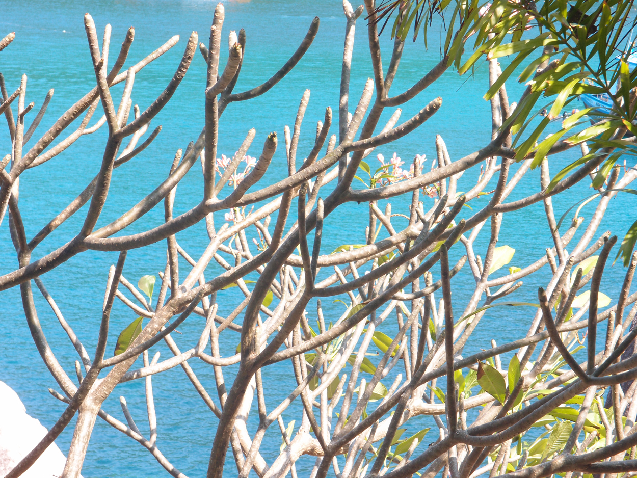 2019-12-29 14 uhr Mango Bay