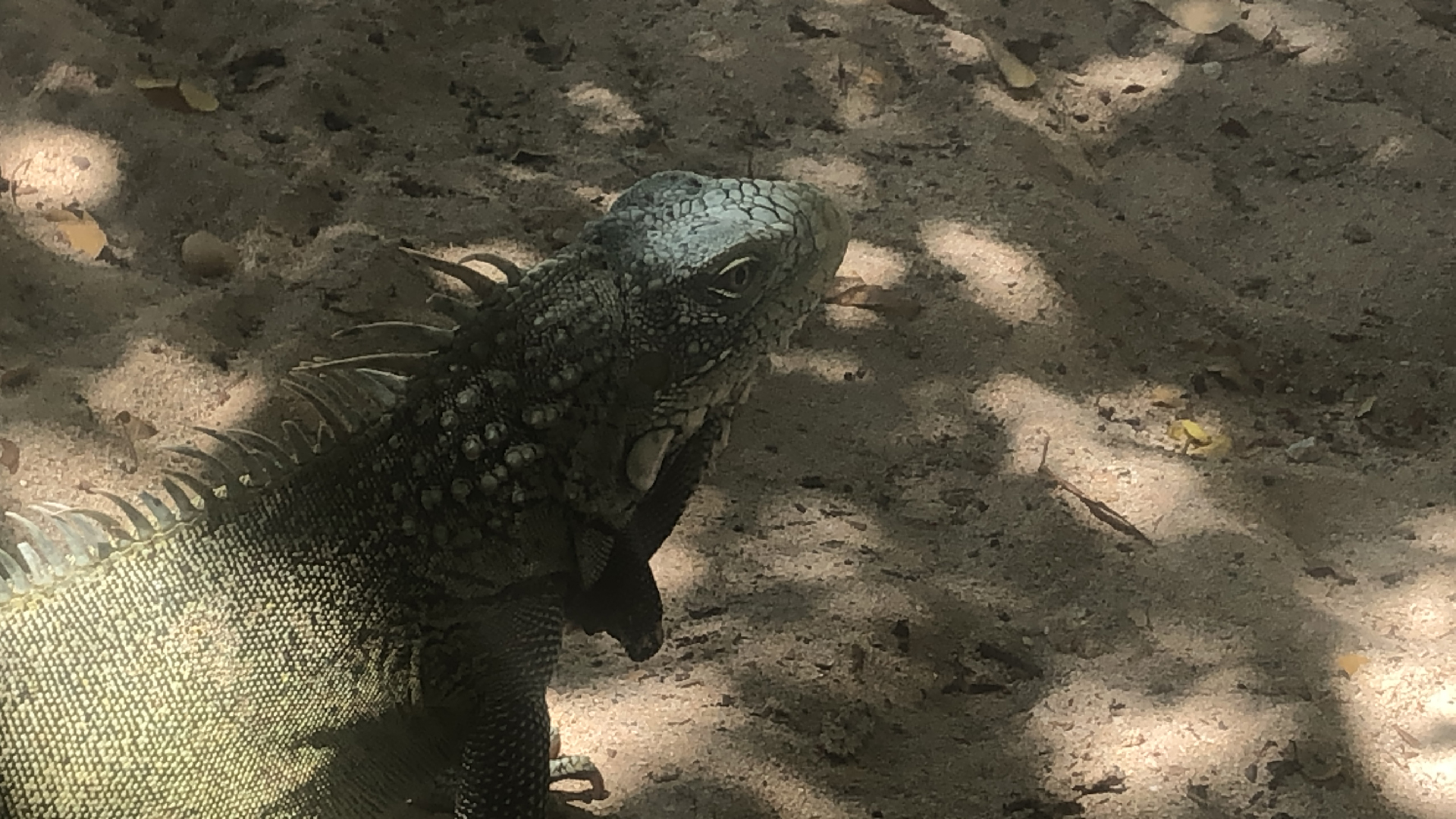 2025-11 Marazul Dive Reseort (Foto, Video)