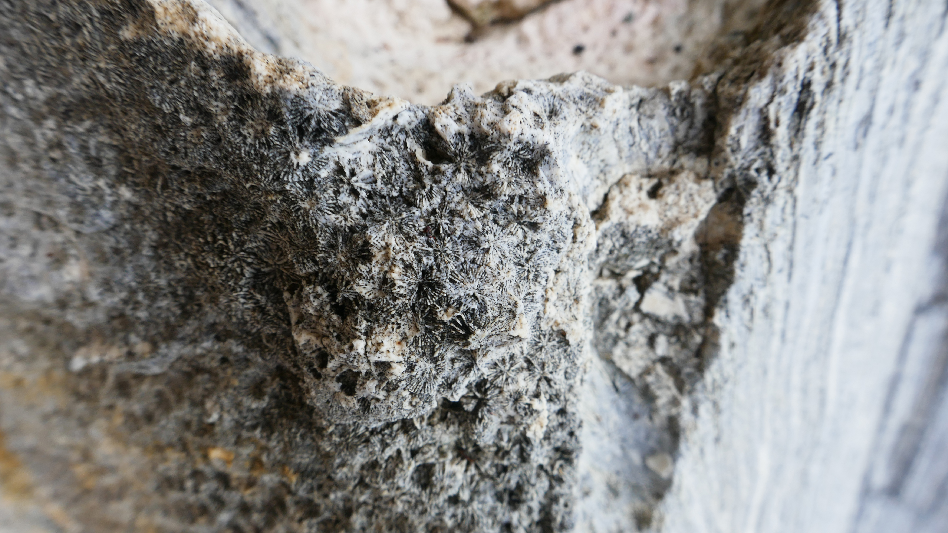 2025-11 Marazul Dive Reseort (Foto, Video)