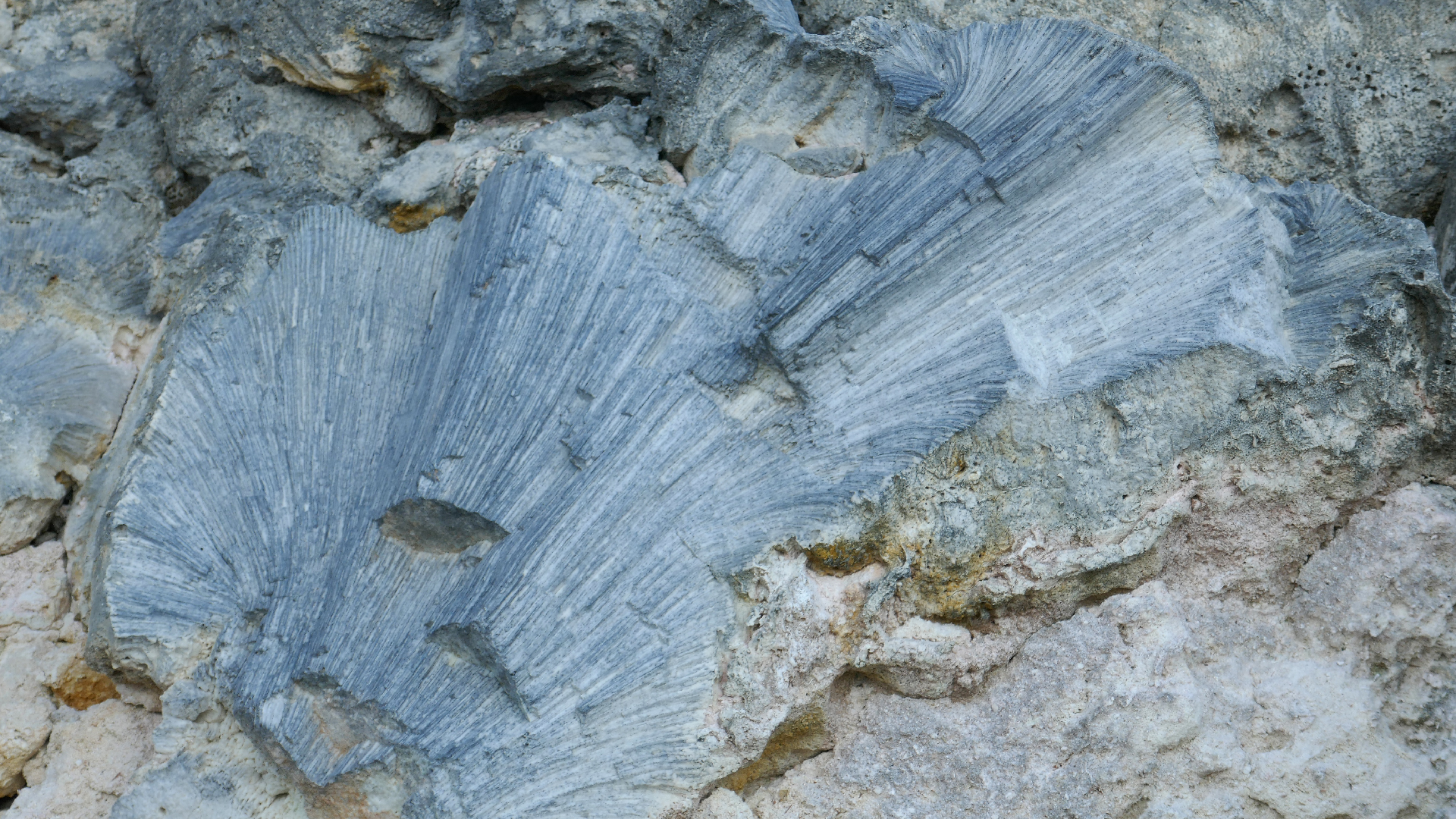 2025-11 Marazul Dive Reseort (Foto, Video)