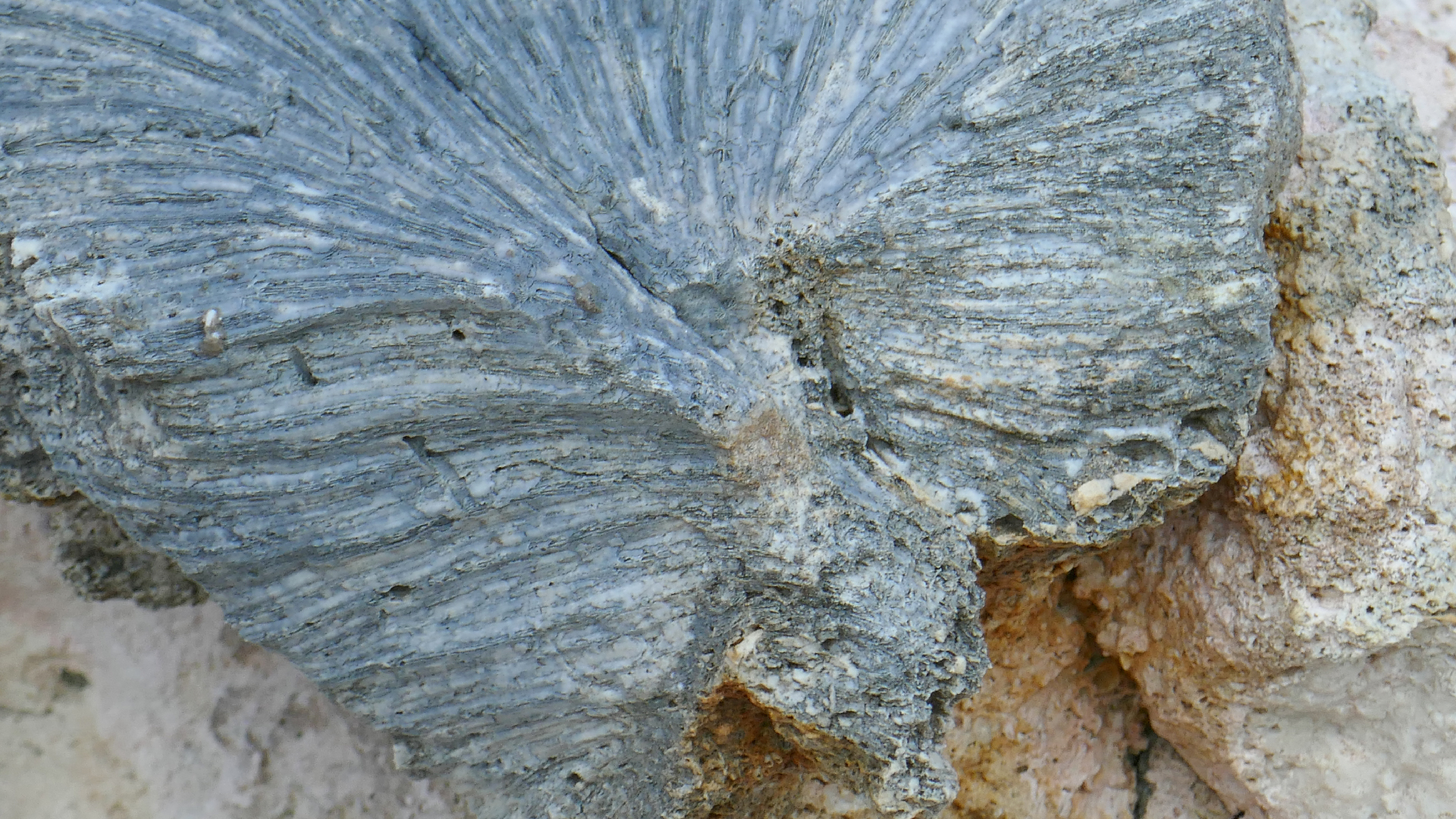 2025-11 Marazul Dive Reseort (Foto, Video)