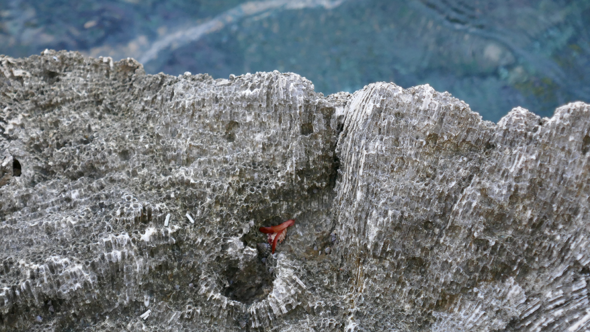 2025-11 Marazul Dive Reseort (Foto, Video)